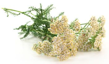 Achillea