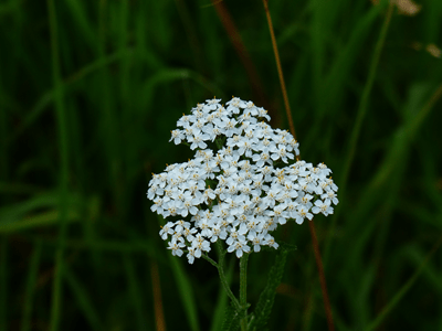Achillea