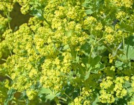Alchemilla
