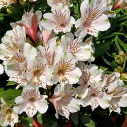 Alstroemeria