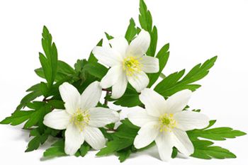 Anemonen