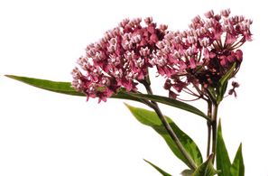 Asclepias