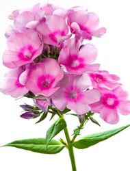 Flammenblume