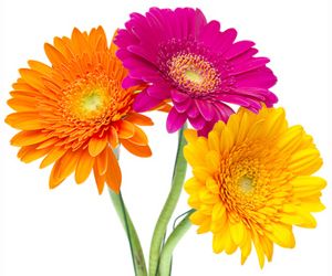 Gerbera