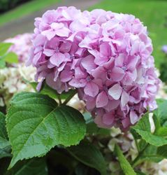 Hortensien