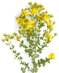 Hypericum