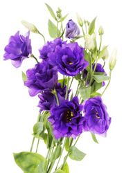 Lisianthus