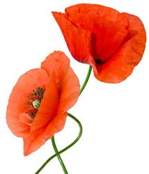 Mohnblume