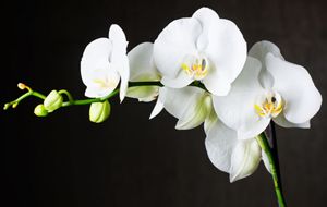 Orchideen