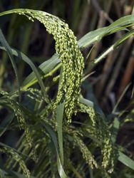 Panicum