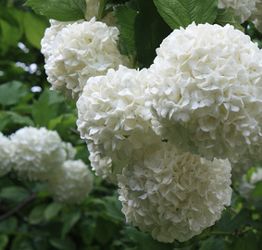Schneeball