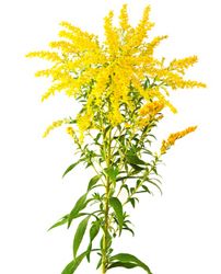 Solidago