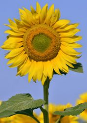 Sonnenblumen