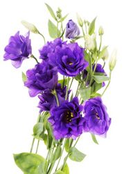 Eustoma