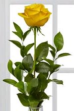 Gelbe Rosen