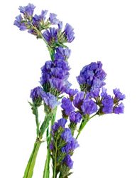 Meerlavendel