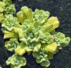 Muschelblume