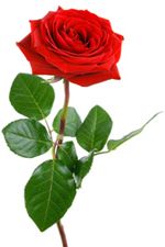 Rote Rosen