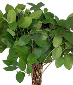 Salal