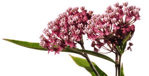 Seidenblume