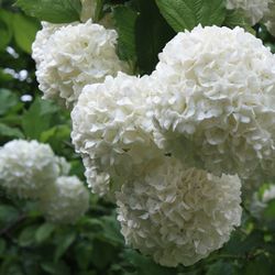 Viburnum