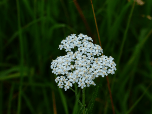 Achillea Blüte