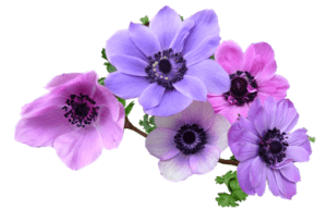 Anemonen Blüten