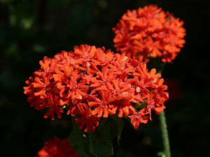 Asclepias Seidenblume