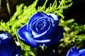 Blaue Rosen