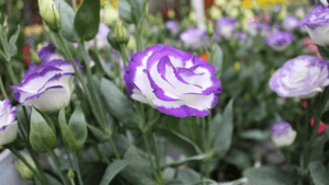 Eustoma Lisianthus