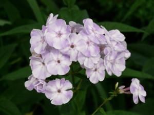 Flammenblume Phlox