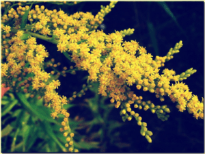 Goldrute Solidago