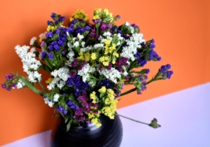 Limonium Strandflieder Meerlavendel Statice