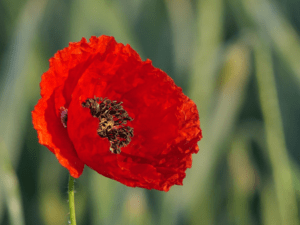 Mohnblume Klatschmohn