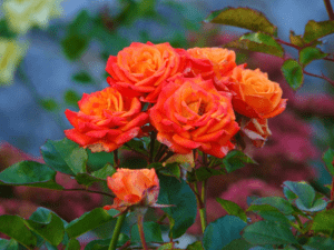 orange Rosen