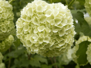 Schneeball Viburnum