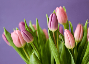 Tulpen