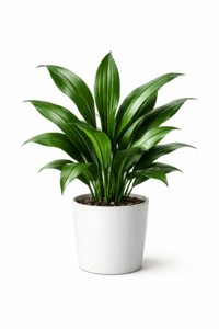 Aspidistra